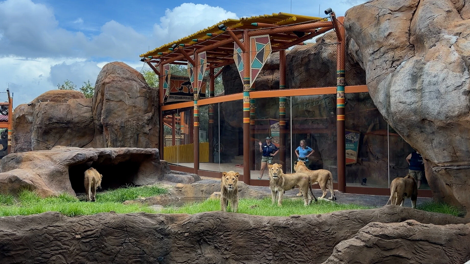 Busch Gardens Expands Animal Experiences With New Lion And Hyena Habitat