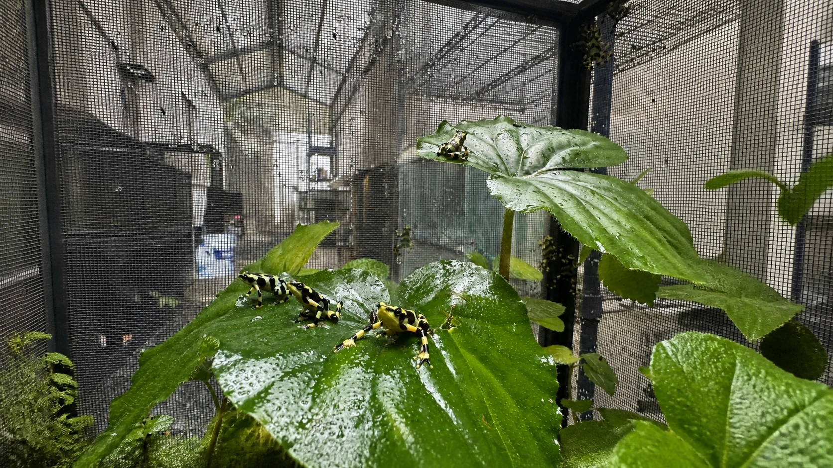 Maryland Zoo Moves Golden Frogs Outdoors In Conservation Test