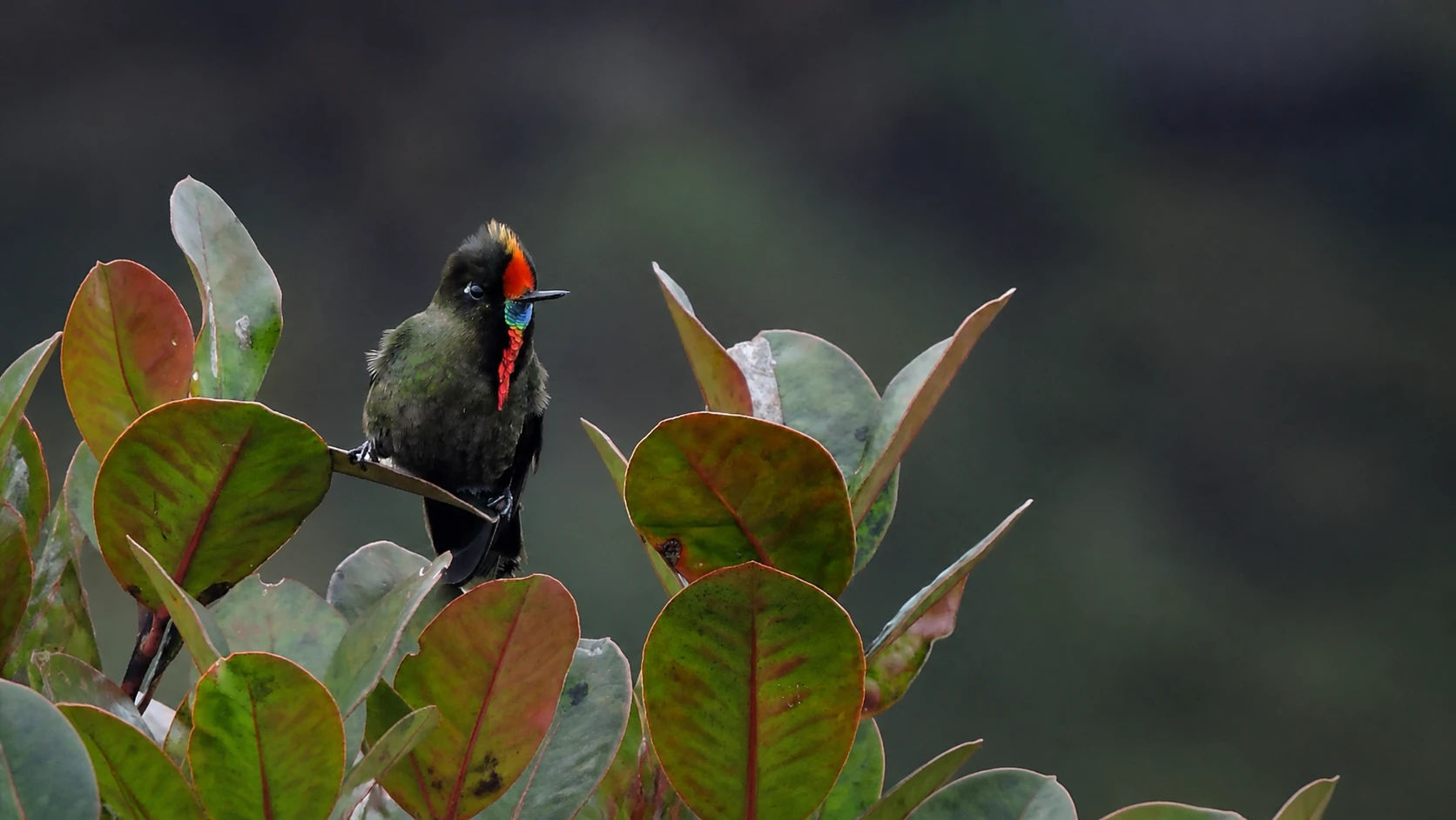 Colombia’s Bird Count Turns Biodiversity Into a Tourism Asset