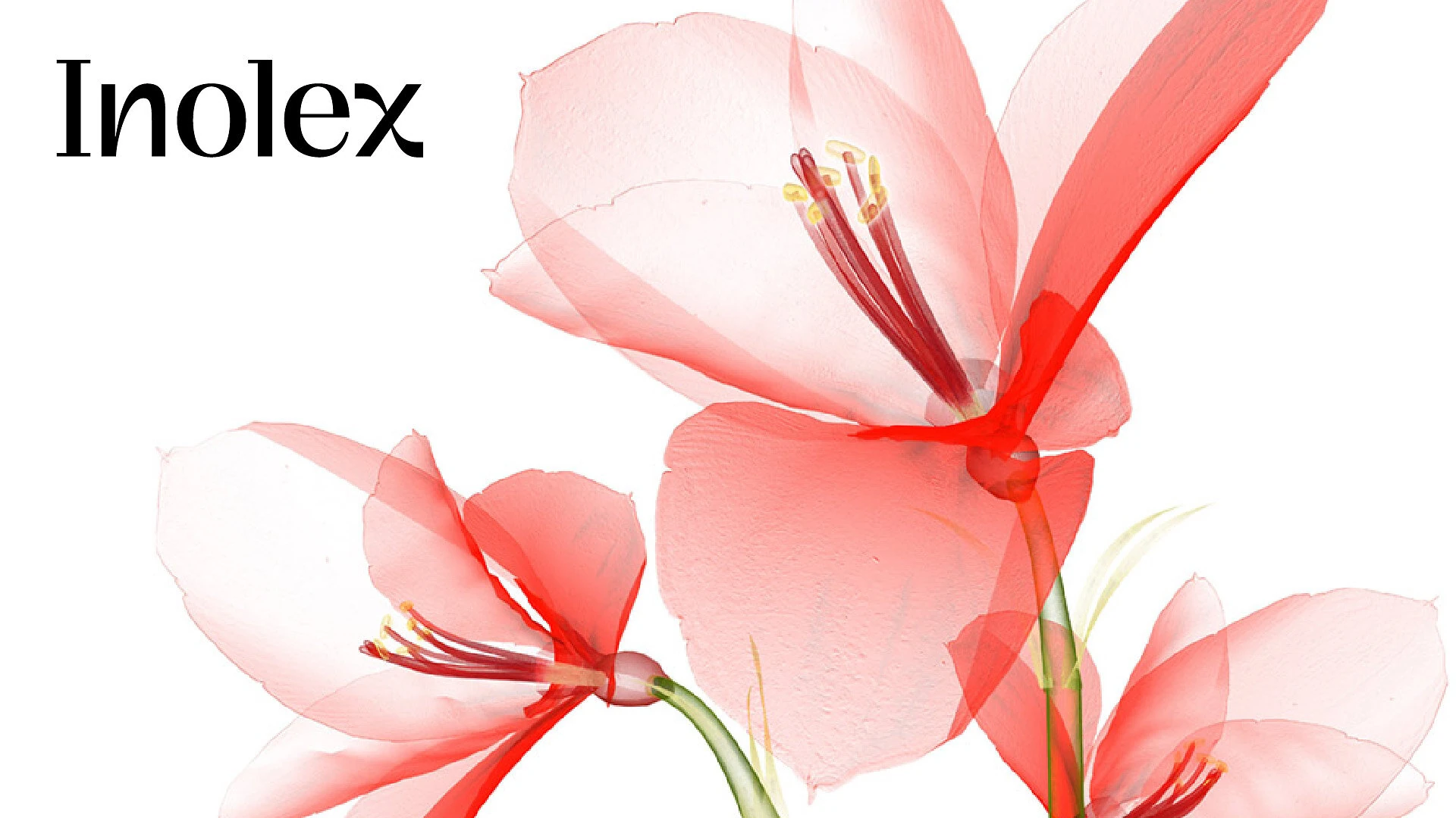 Inolex Brings Silicone-Free Skin Feel and Fragrance Hold Together