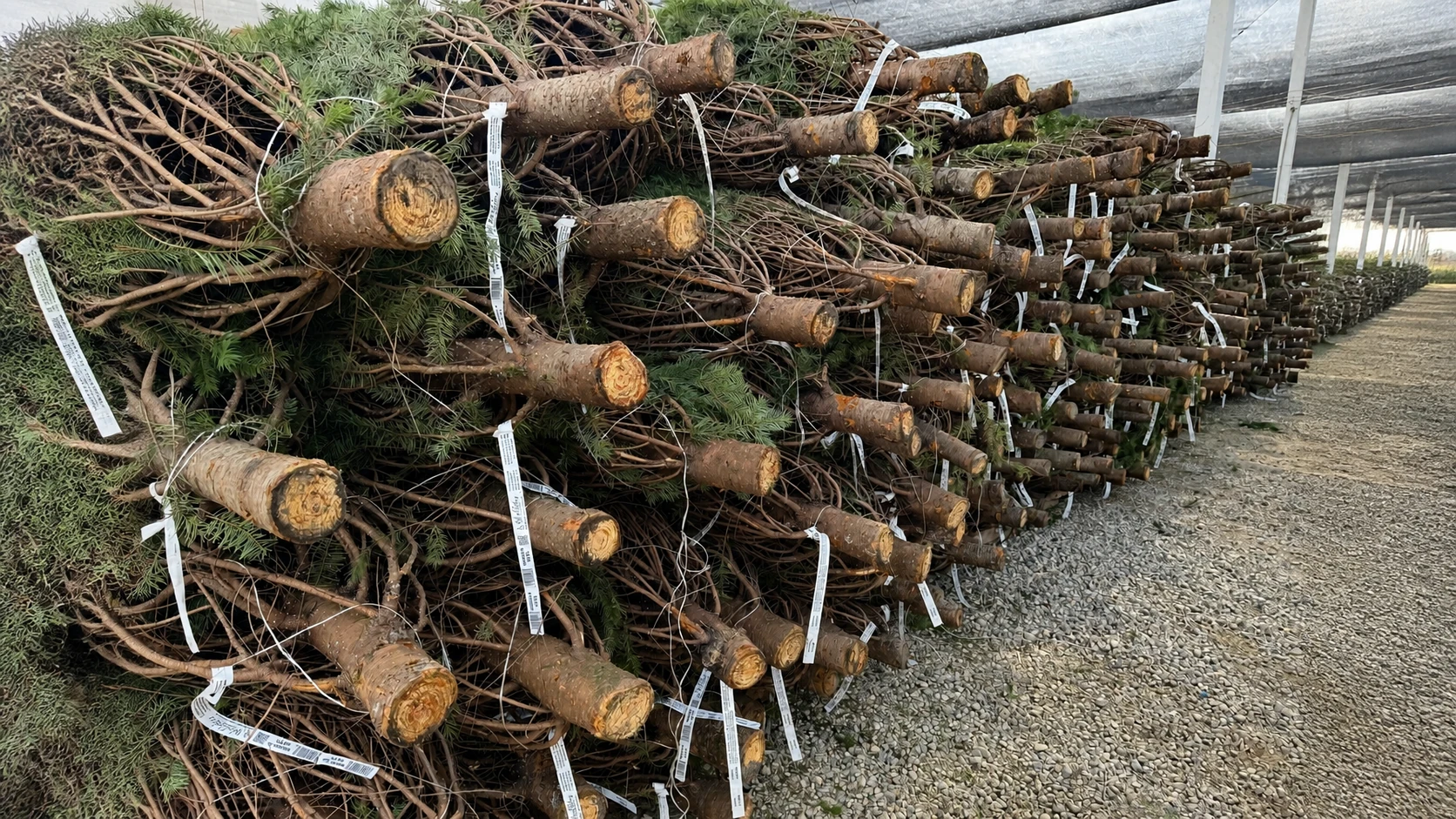 Christmas Tree Growers See Stable Prices and Ample Supply for 2026