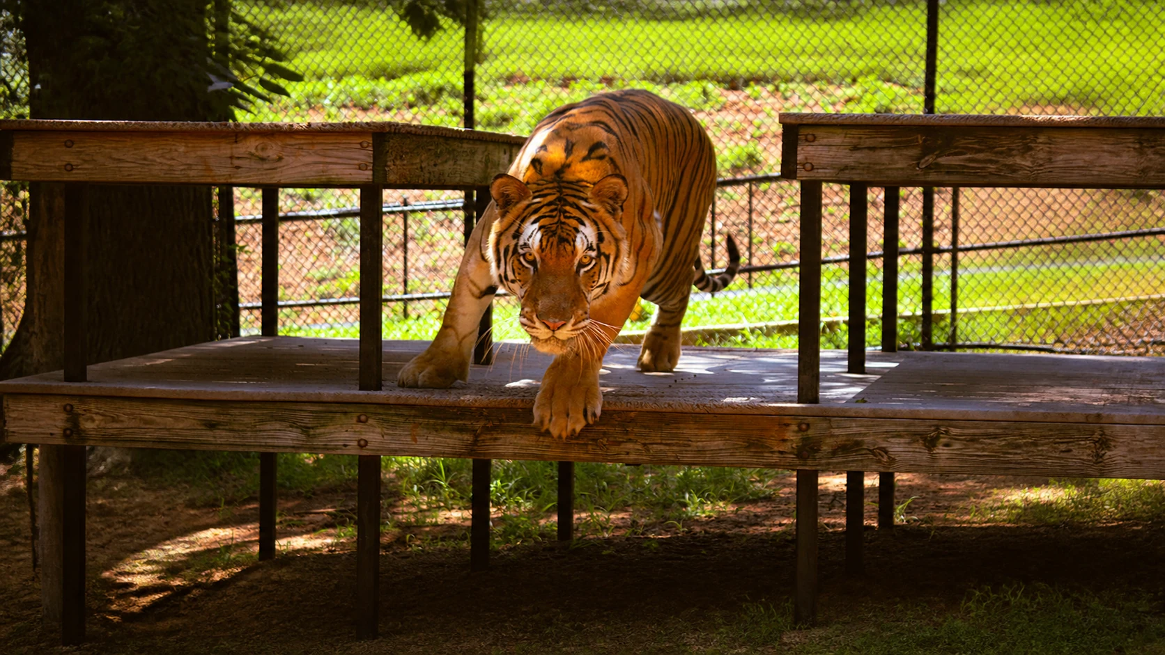 Tiger Creek Seeks Volunteers as Wildlife Sanctuary Builds Community Event Capacity
